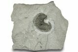 Cretaceous Heteromorph Ammonite (Scaphites) Fossil - France #251736-1